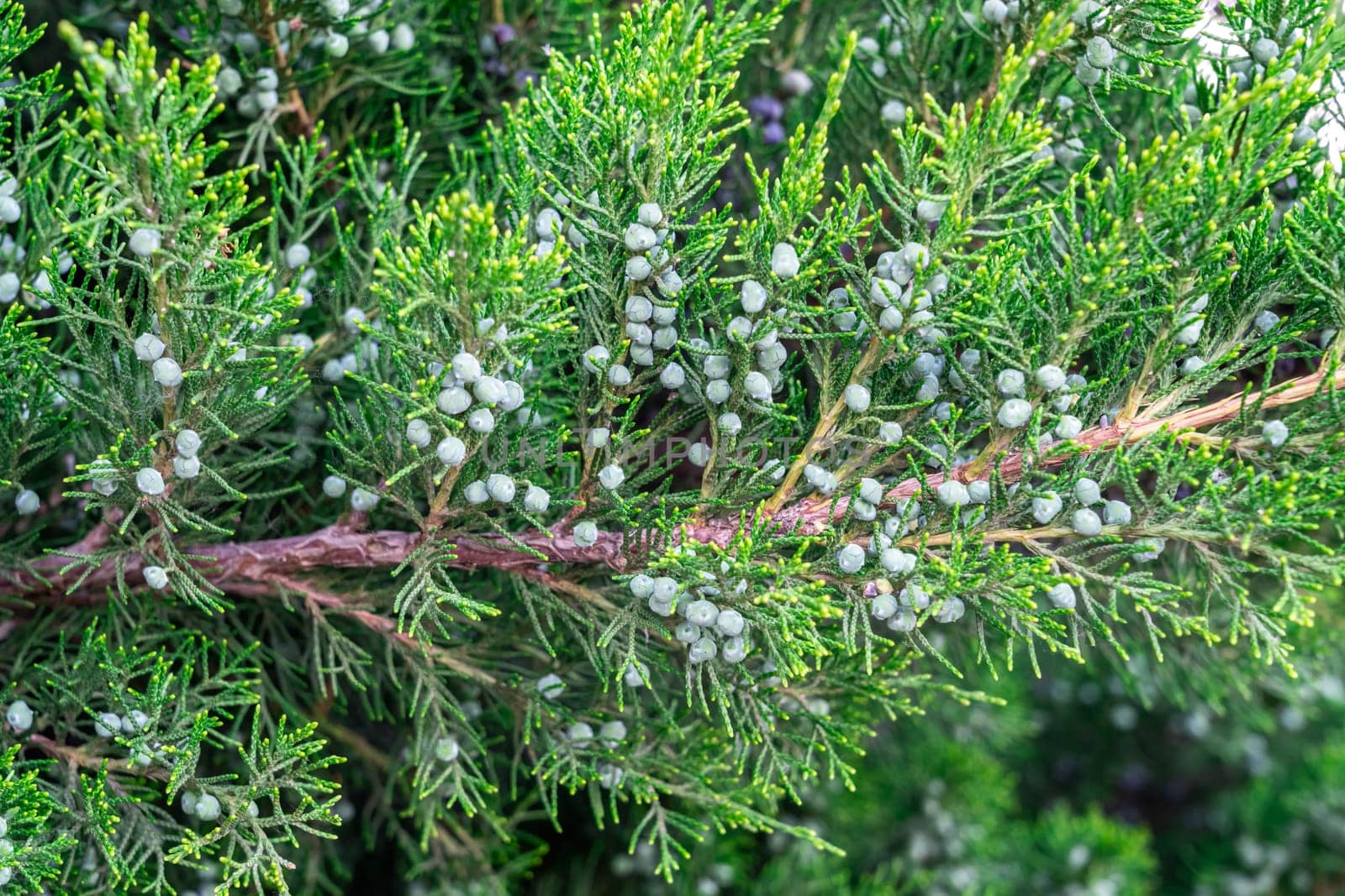 a green branch of a juniper tree with berries in close-up. photo