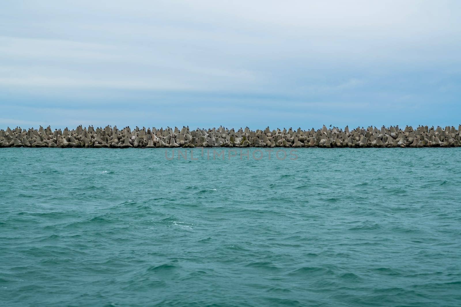 a flock of cormorants on the breakwater. photo