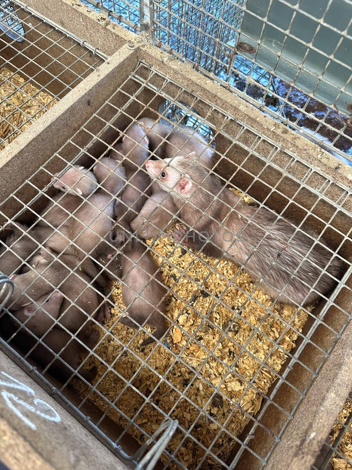 mink animals sit in a cage on a farm in a wooden house with a metal mesh on top