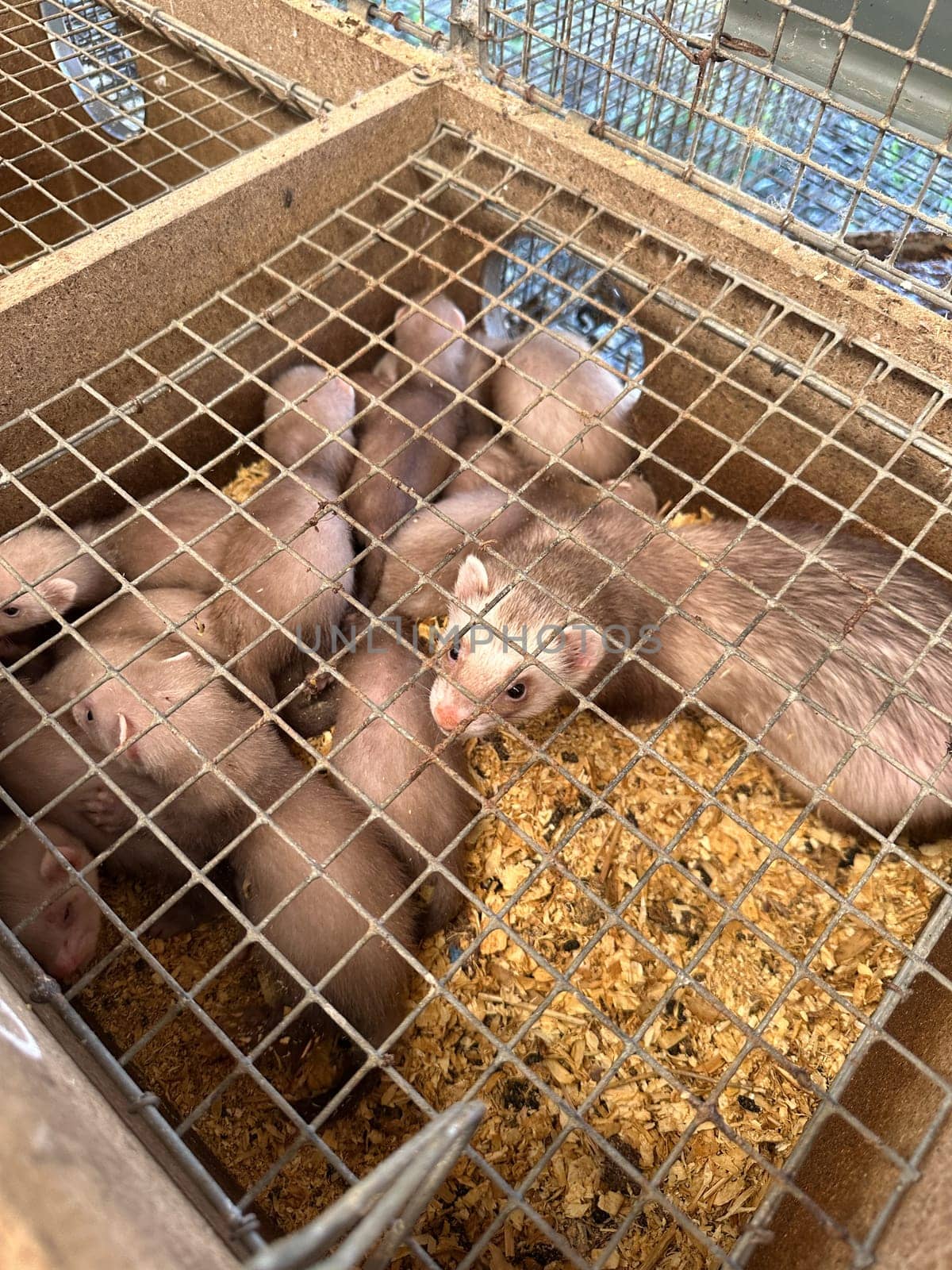 mink animals sit in a cage on a farm in a wooden house with a metal mesh on top by Igorsmirnof