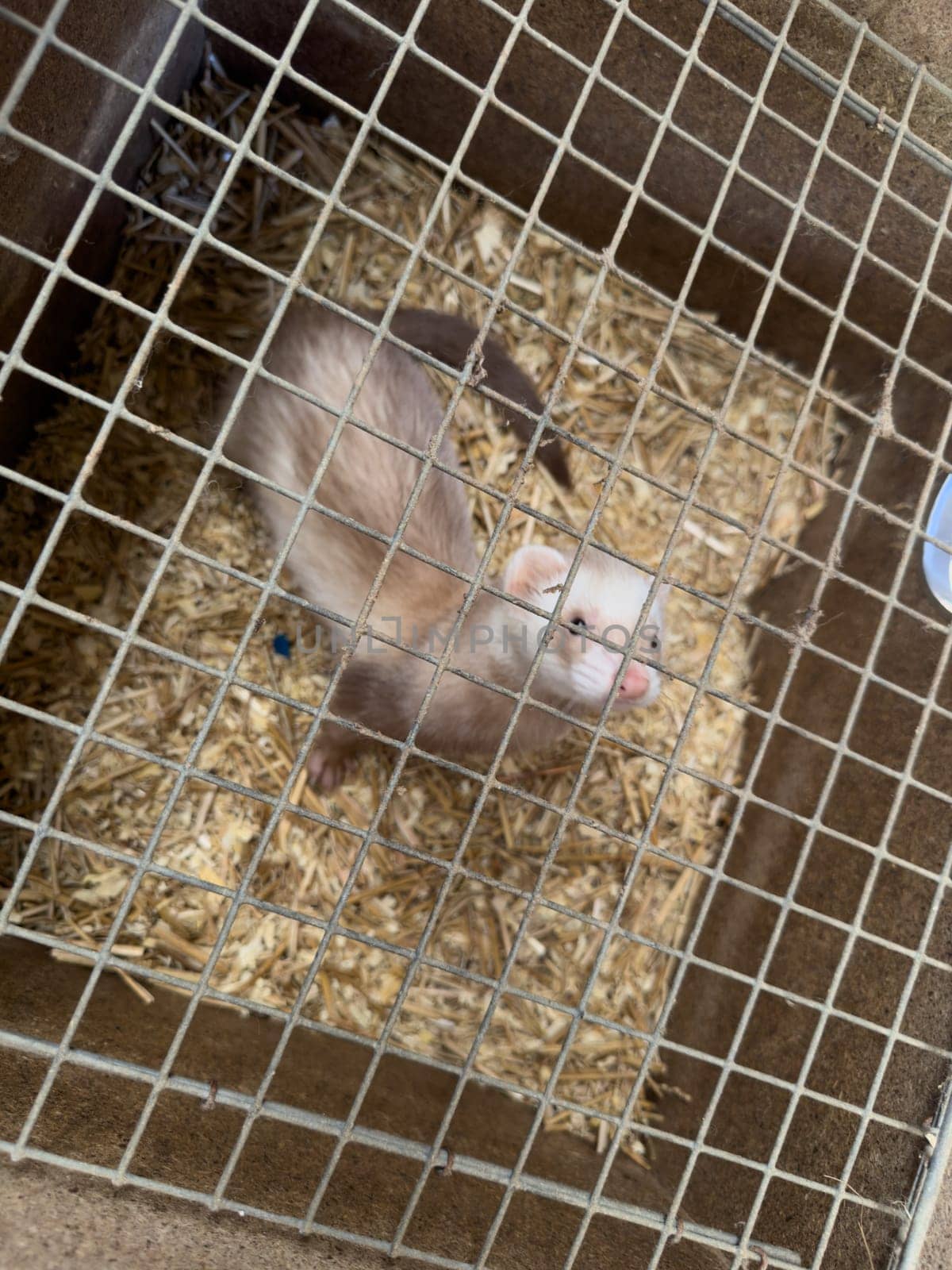 mink animals sit in a cage on a farm in a wooden house with a metal mesh on top by Igorsmirnof