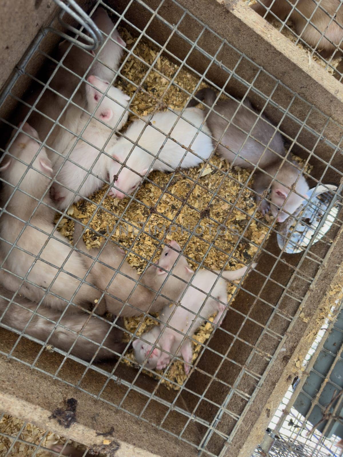 mink animals sit in a cage on a farm in a wooden house with a metal mesh on top