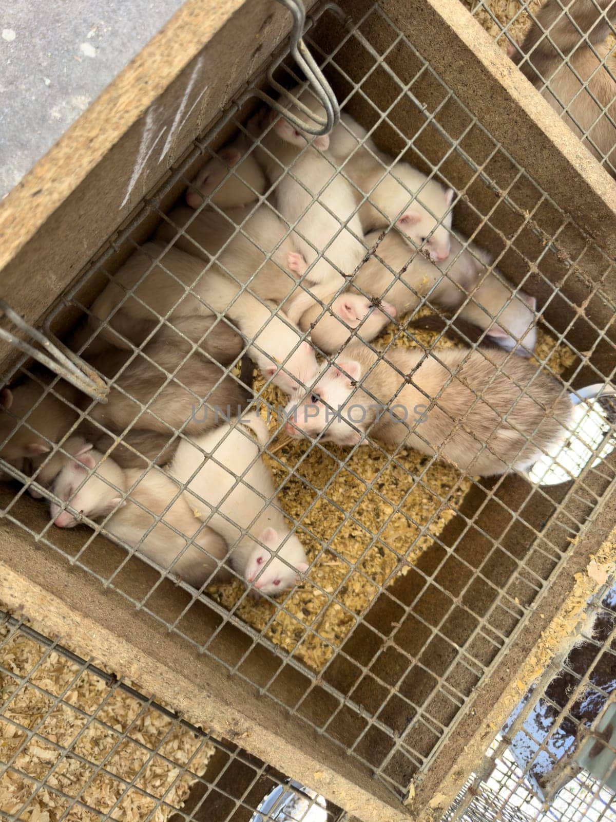 mink animals sit in a cage on a farm in a wooden house with a metal mesh on top