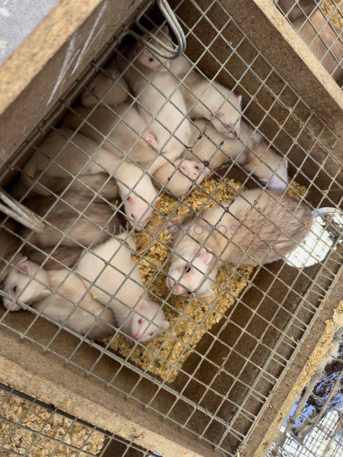 mink animals sit in a cage on a farm in a wooden house with a metal mesh on top by Igorsmirnof