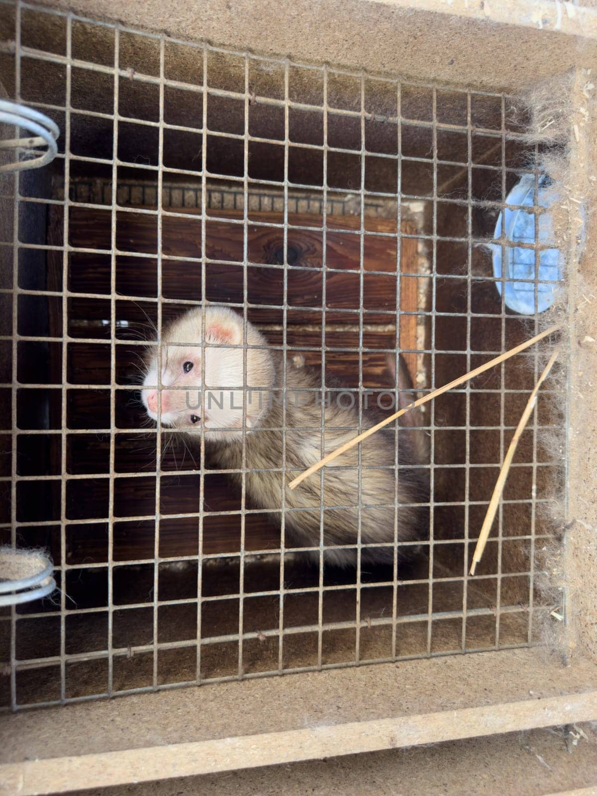 mink animals sit in a cage on a farm in a wooden house with a metal mesh on top