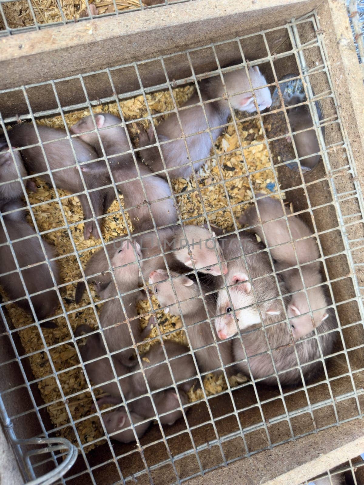 mink animals sit in a cage on a farm in a wooden house with a metal mesh on top