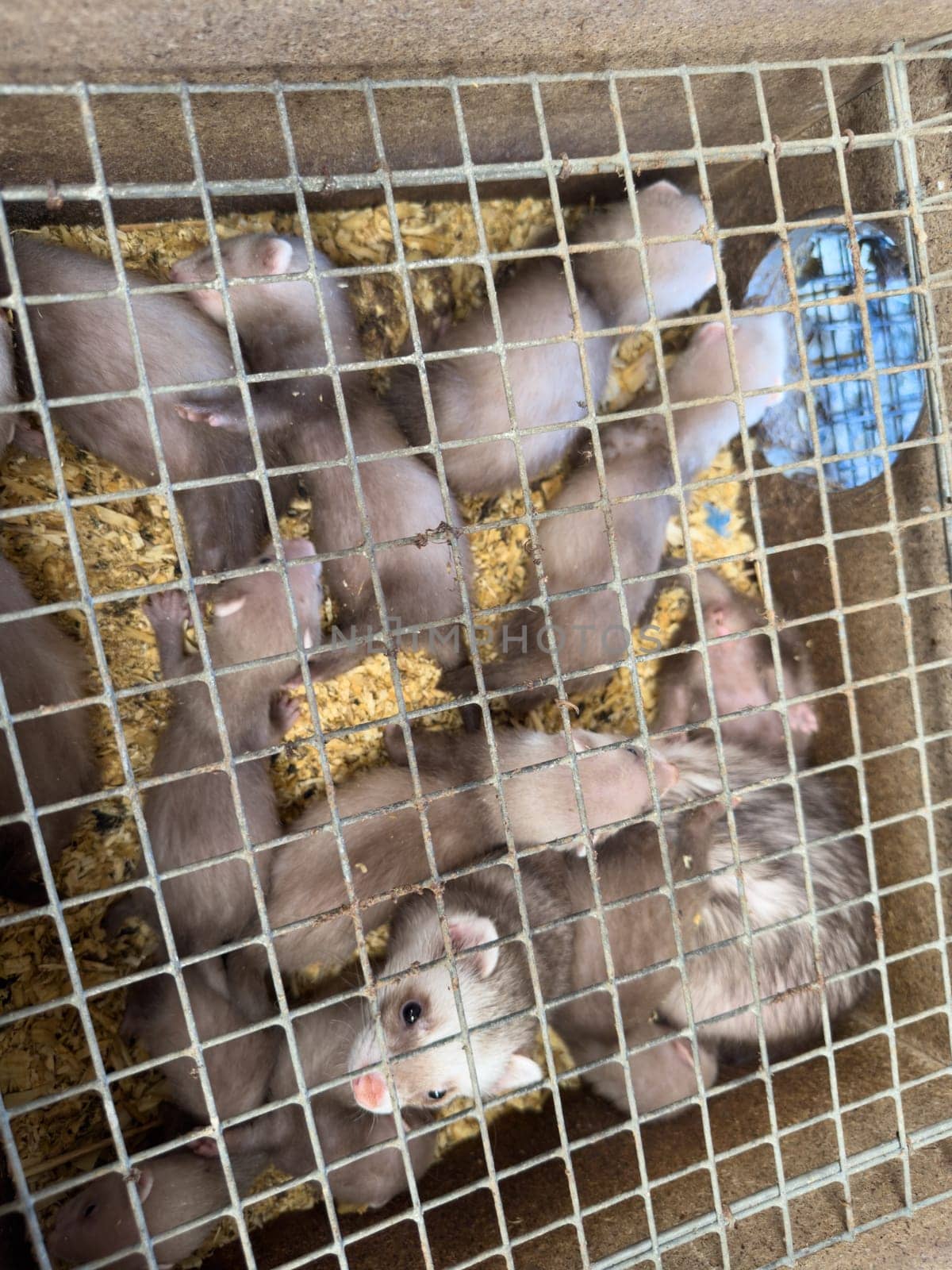 mink animals sit in a cage on a farm in a wooden house with a metal mesh on top by Igorsmirnof