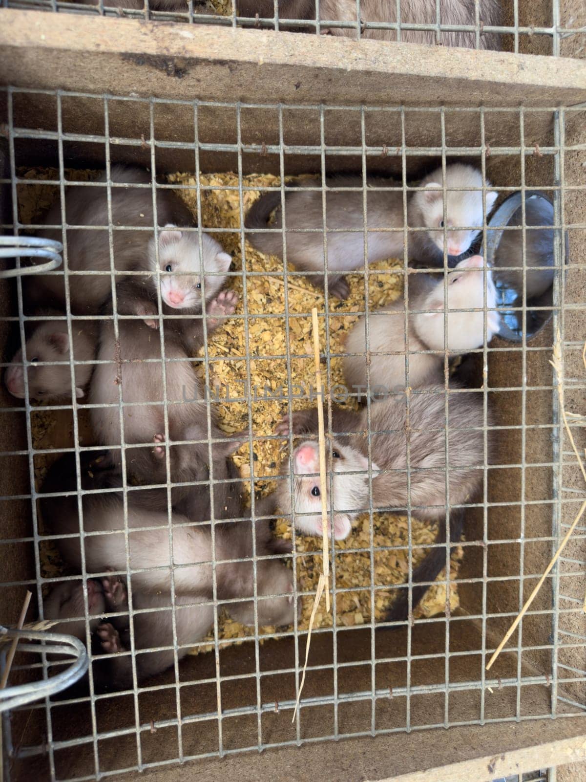 mink animals sit in a cage on a farm in a wooden house with a metal mesh on top