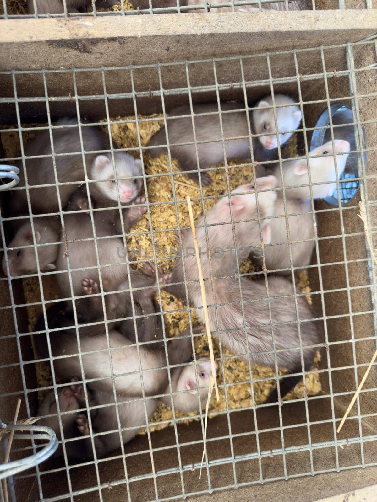 mink animals sit in a cage on a farm in a wooden house with a metal mesh on top