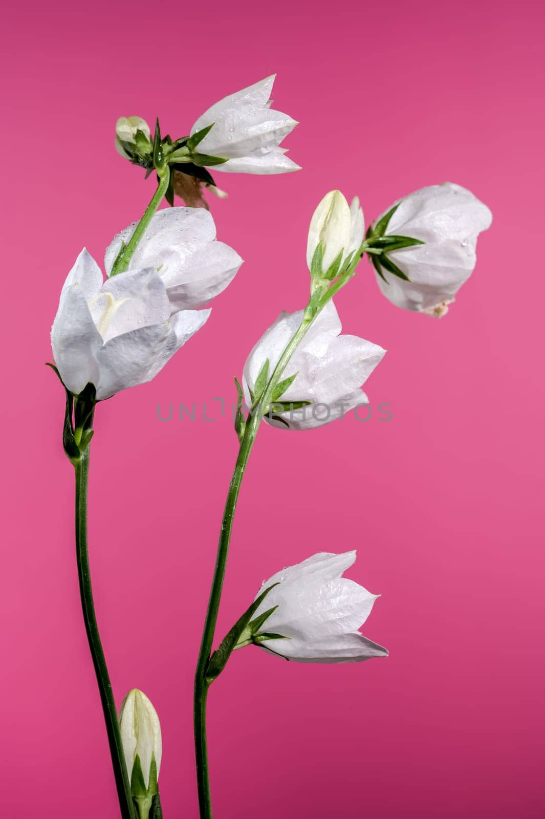 Beautiful Blooming white bellflower or campanula on a pink background. Flower head close-up.