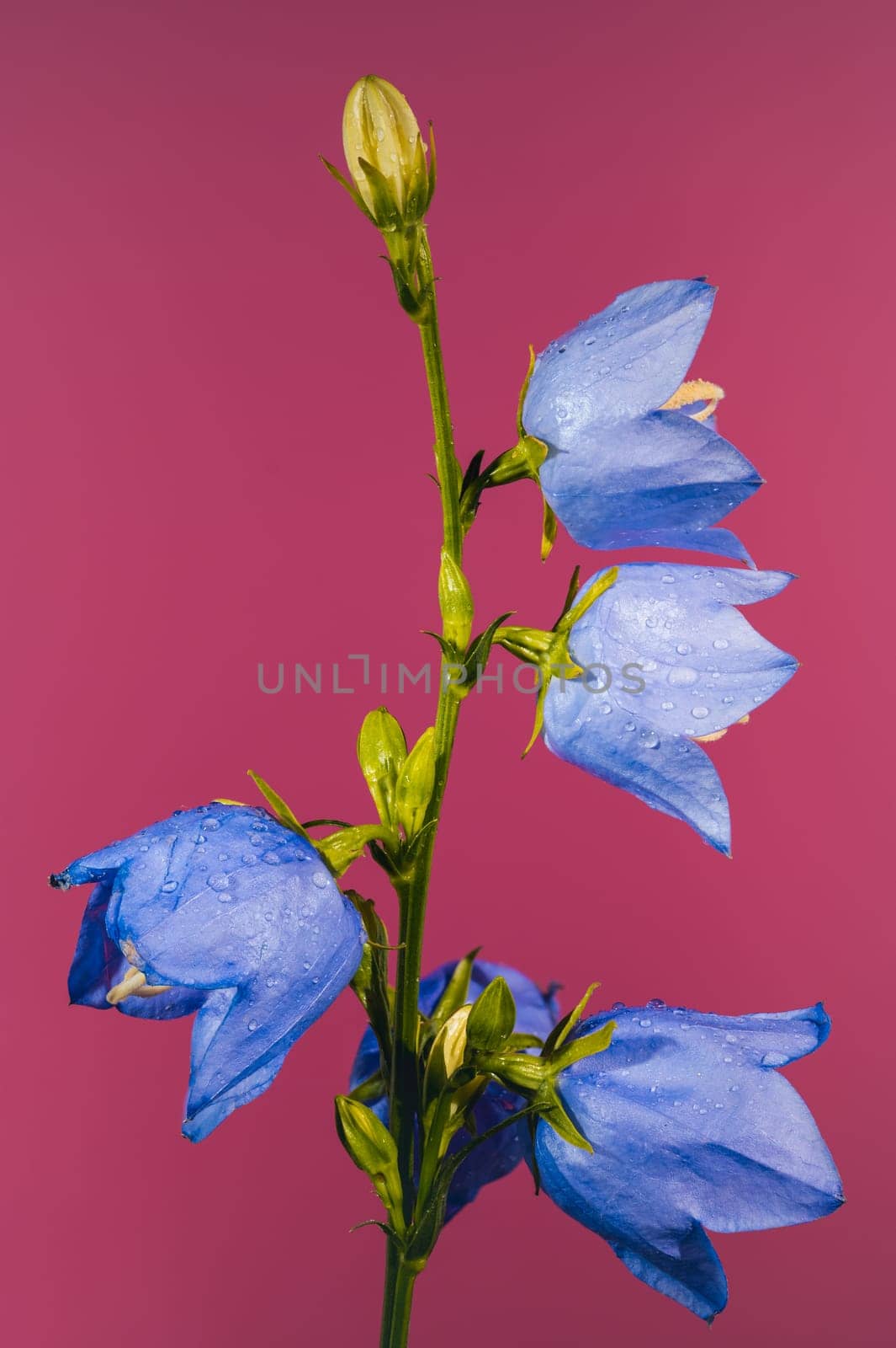 Beautiful Blooming blue bellflower or campanula on a pink background. Flower head close-up.