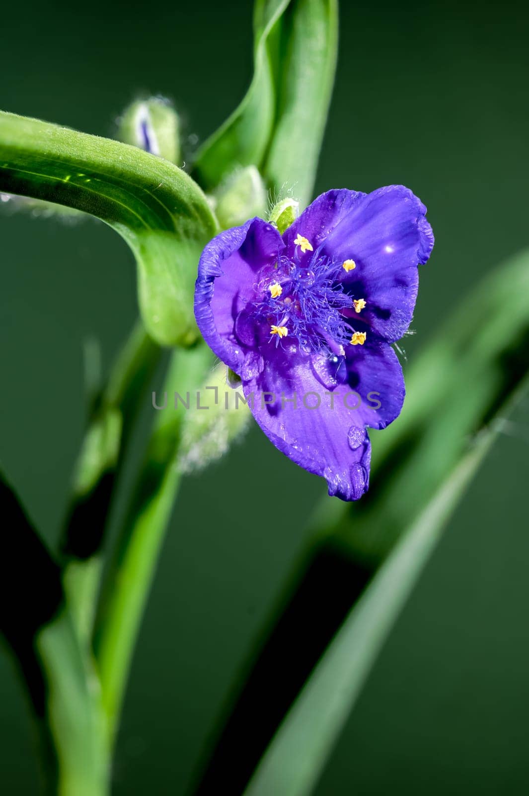 Beautiful Blooming violet Tradescantia flowers on a green background. Flower head close-up.