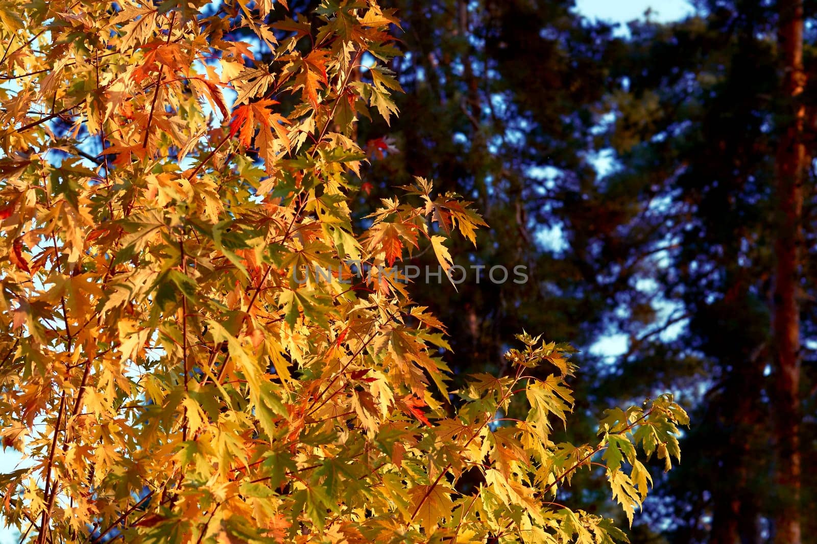 a tree or shrub with lobed leaves, winged fruits, and colorful autumn foliage, grown as an ornamental or for its timber or syrupy sap