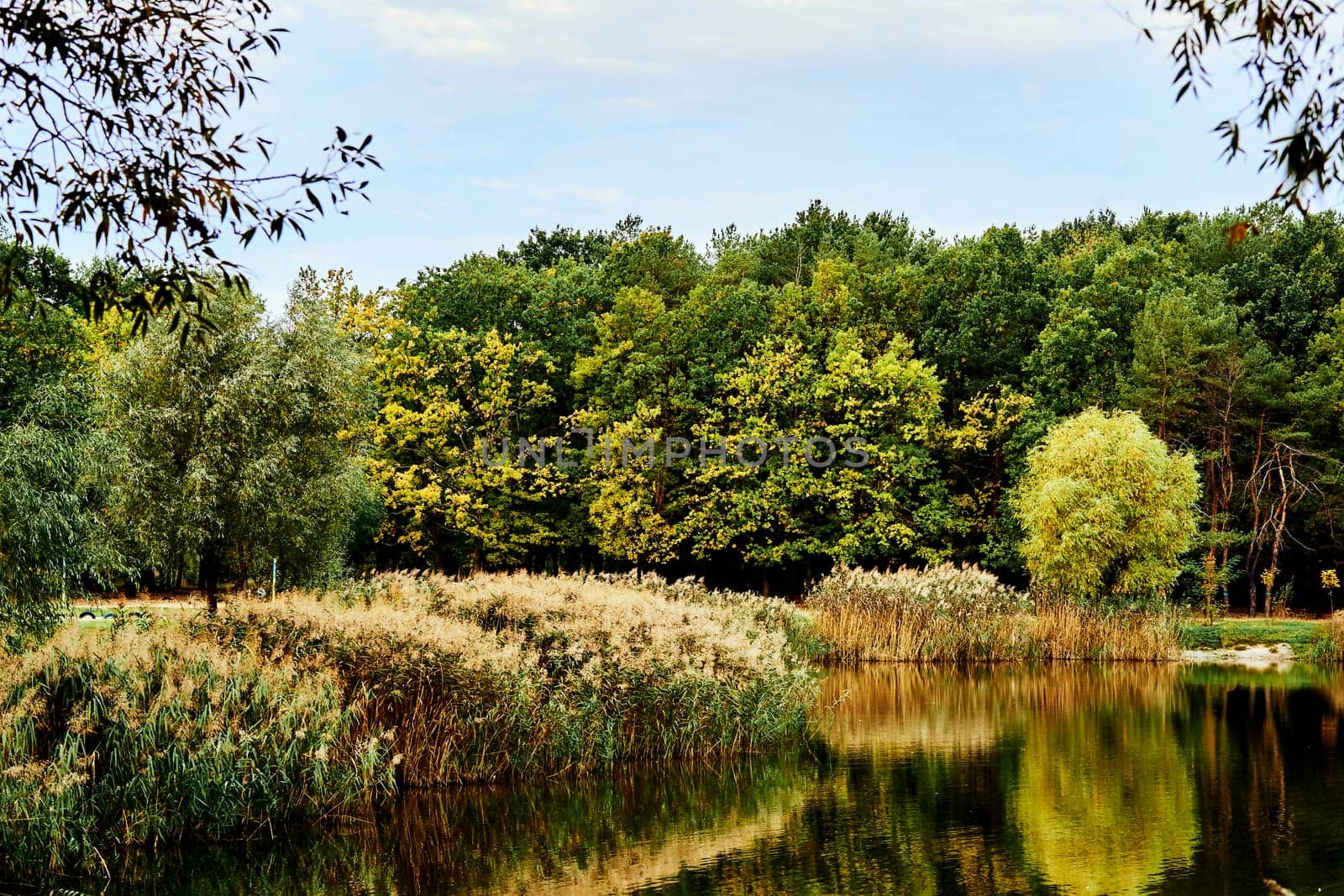 Autumn September fusion.Forest lake surrounded by trees and reeds by jovani68