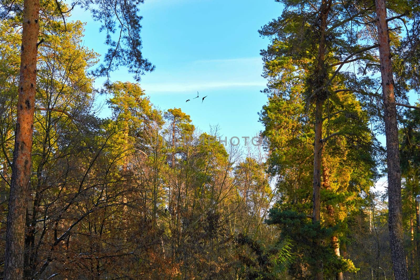 Autumn orange trees,green firs on a sunny day,birds in sky by jovani68