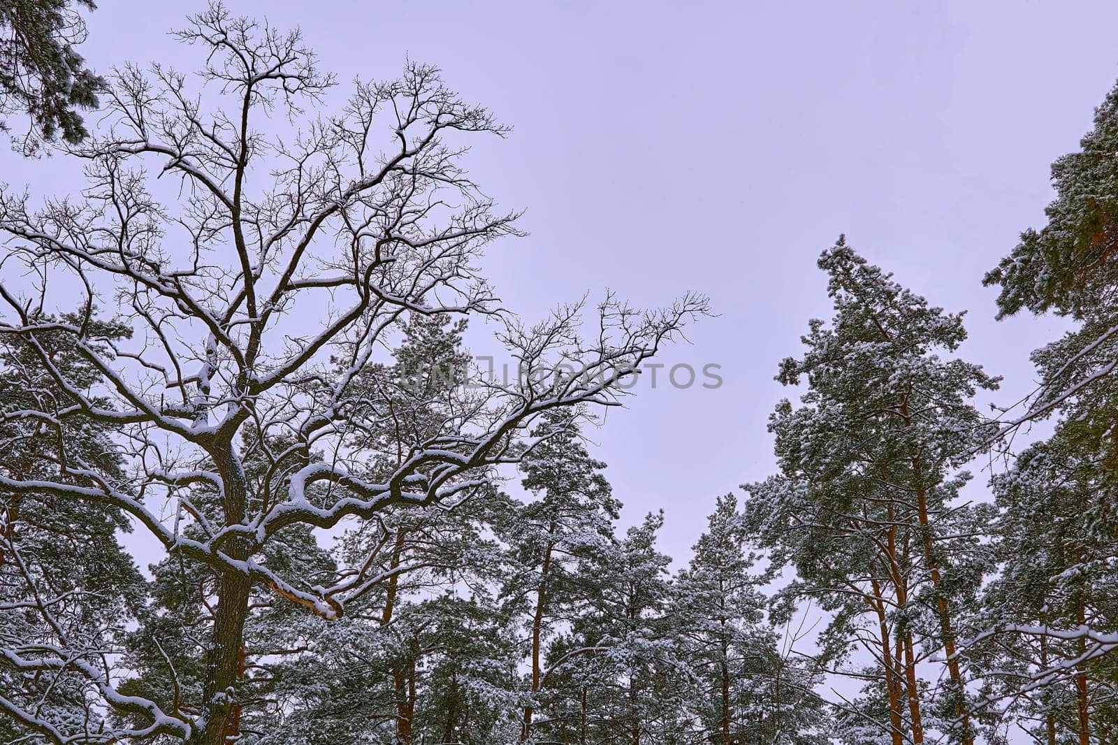 Peace,silence.Tops of green pine trees covered with snow,cloudy sky by jovani68