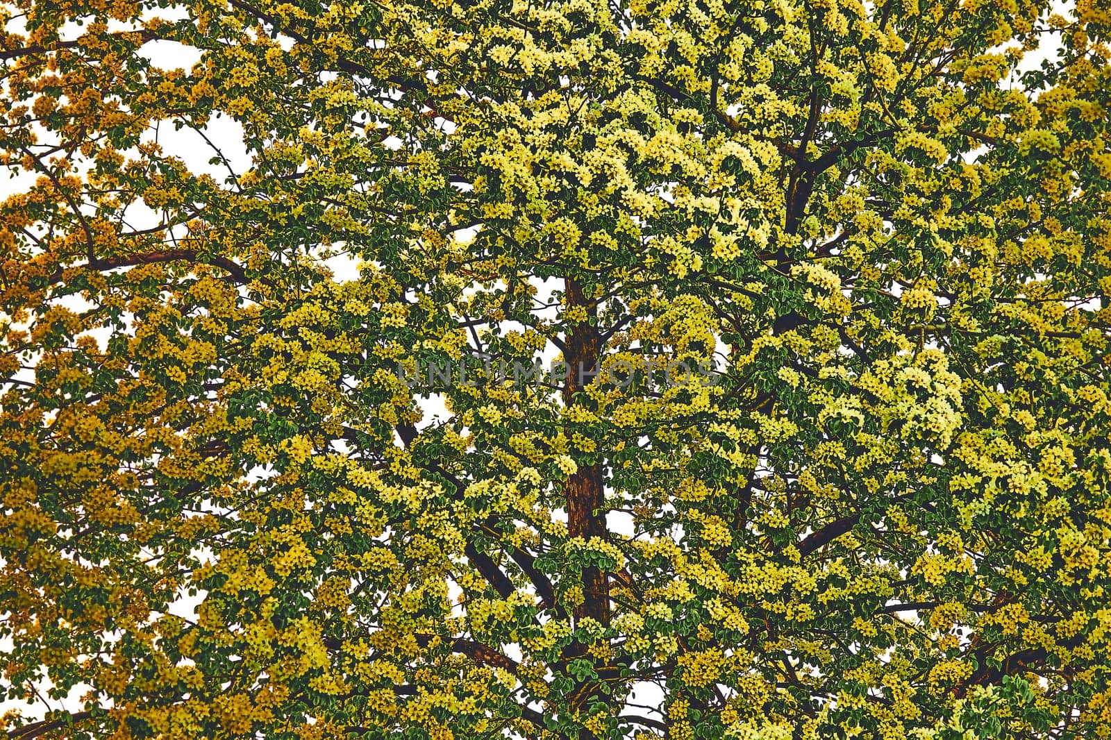 Spring green yellow futuristic flowering tree by jovani68