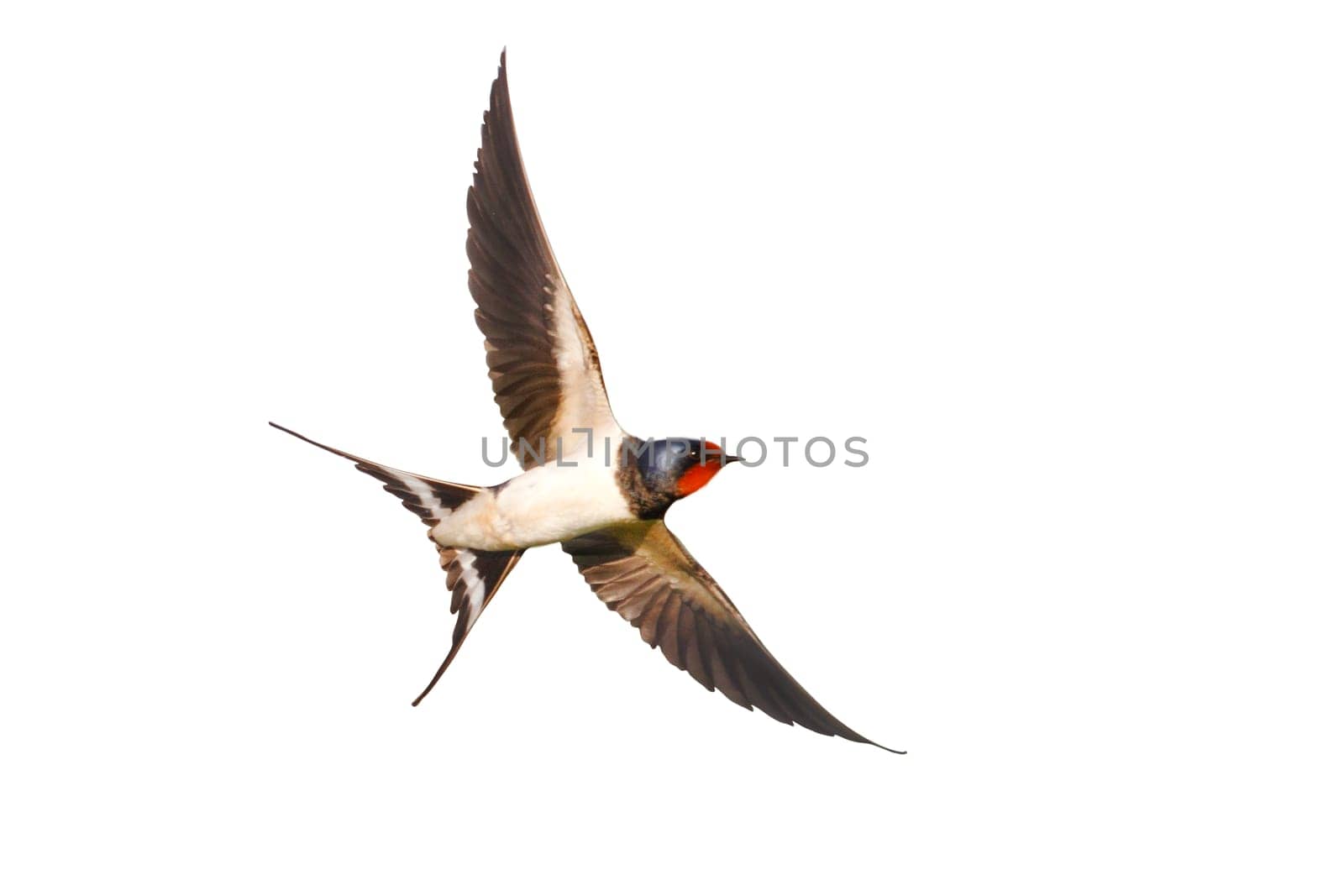 bird flies with its wings spread, barn swallow isolated , wild nature, graceful flight