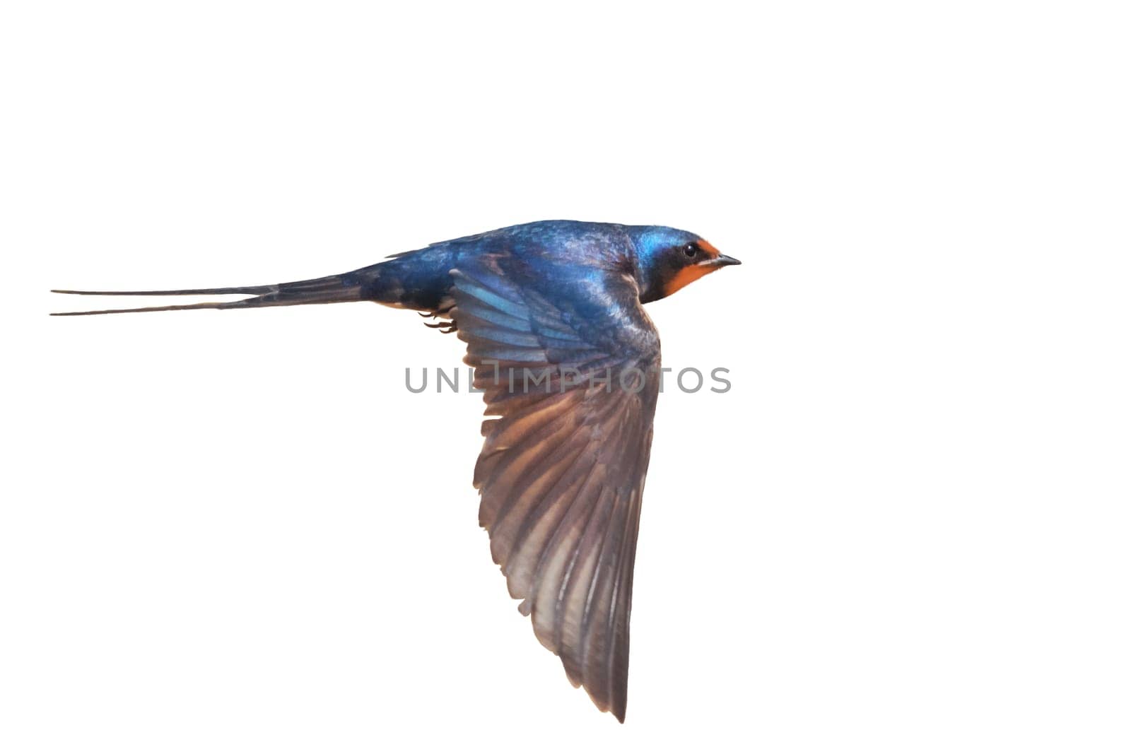 bird in flight, barn swallow isolated, wild nature, graceful flight