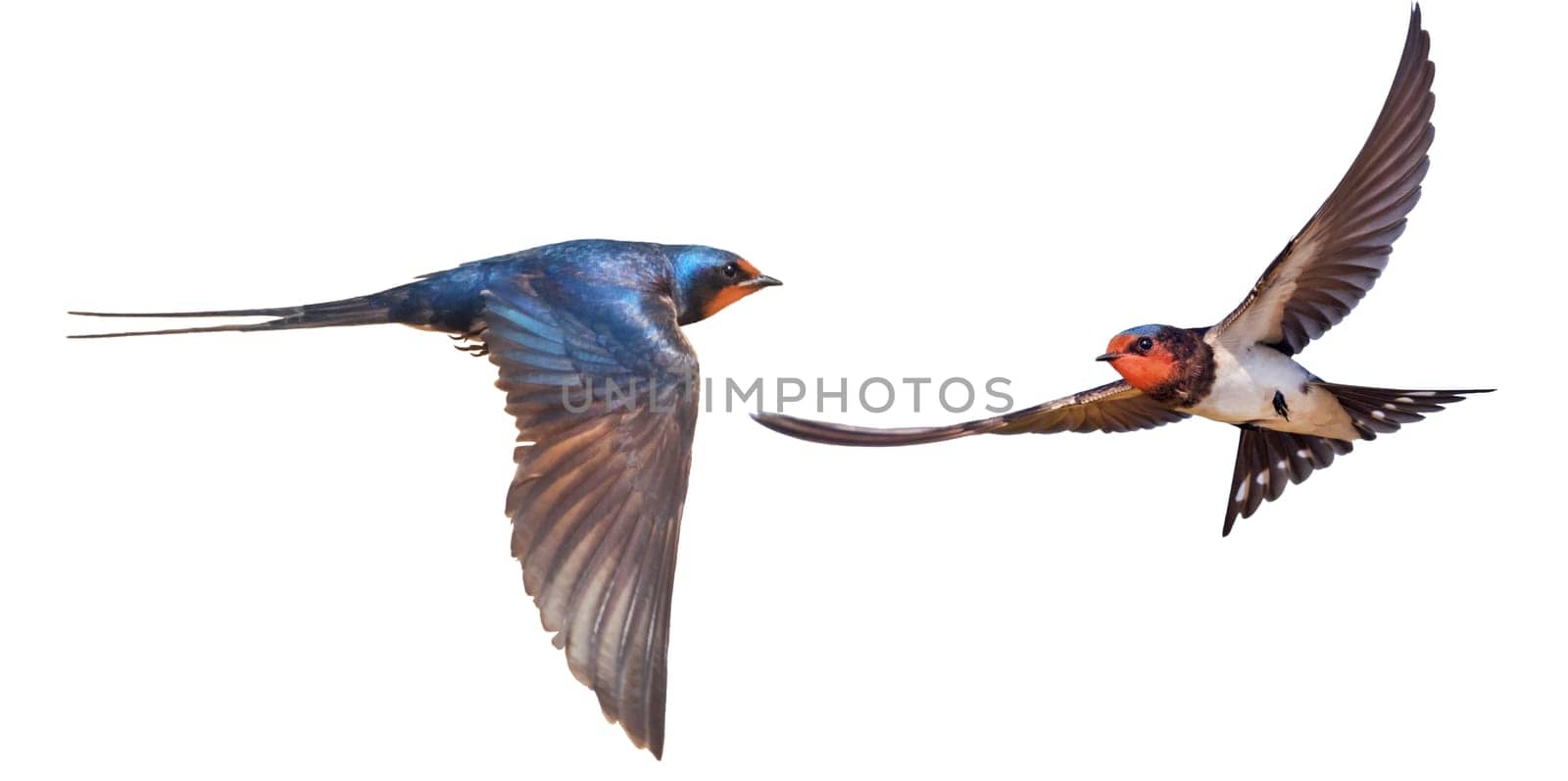 bird in flight, barn swallows isolated, wild nature, graceful flight