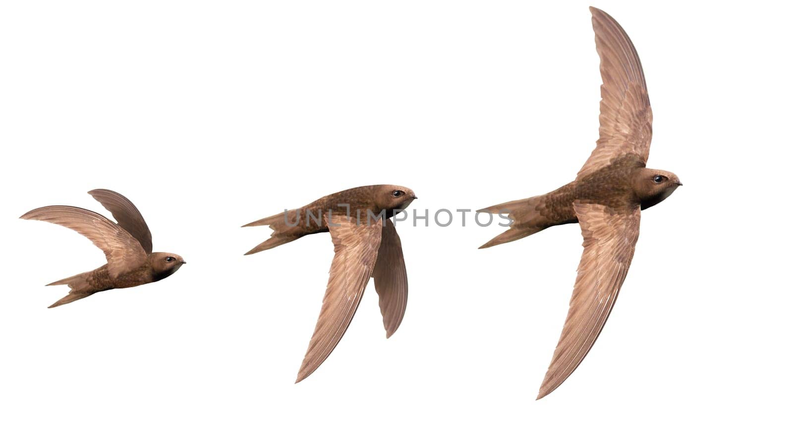 moments of bird flight, swift isolated on white, wild nature, graceful flight
