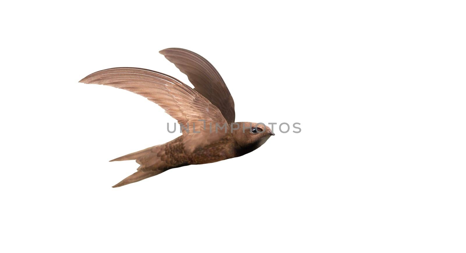 swift flies with its wings spread, isolated, wild nature, graceful flight