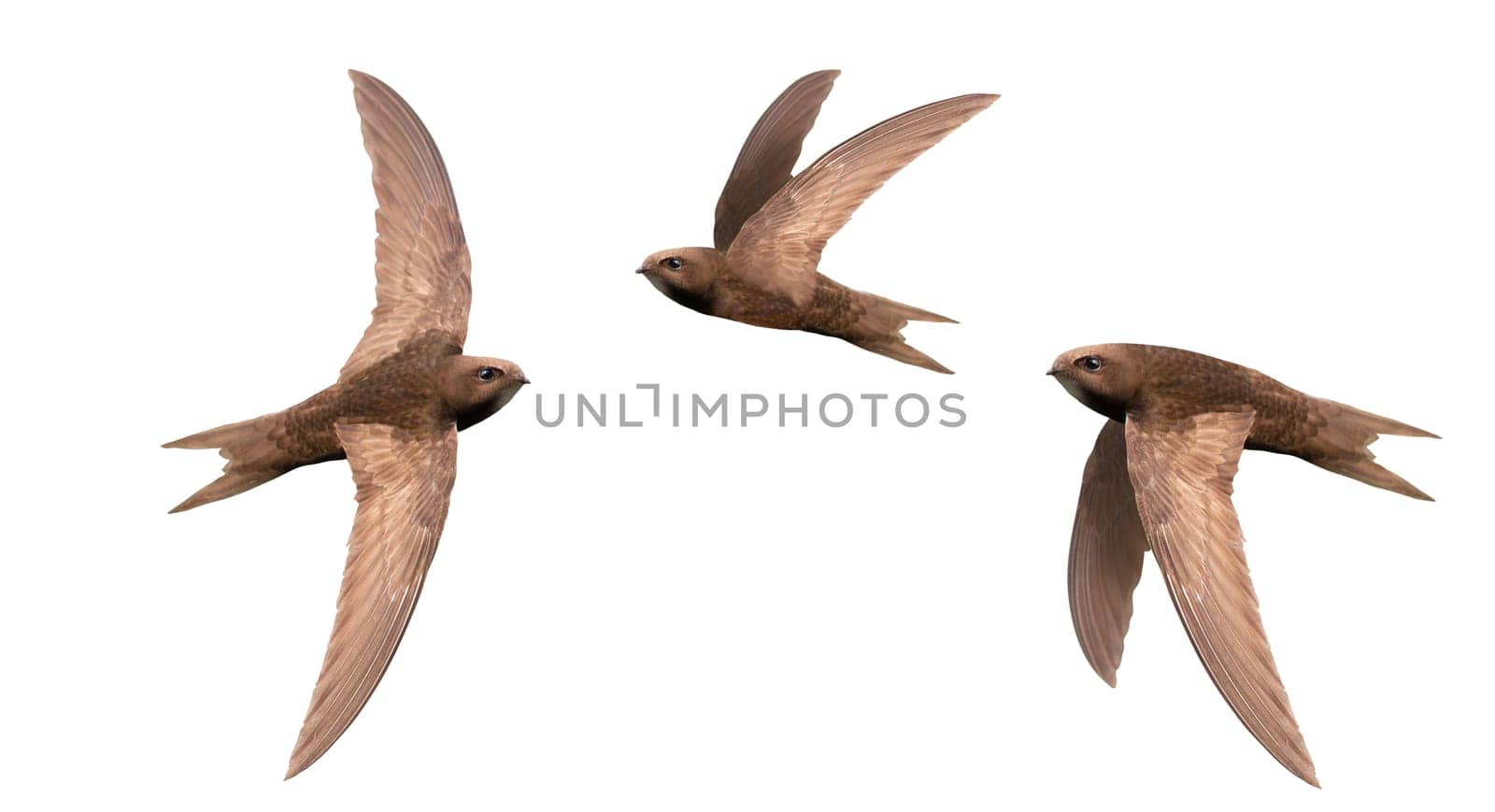 swifts in flight isolated on white background, wild nature, graceful flight