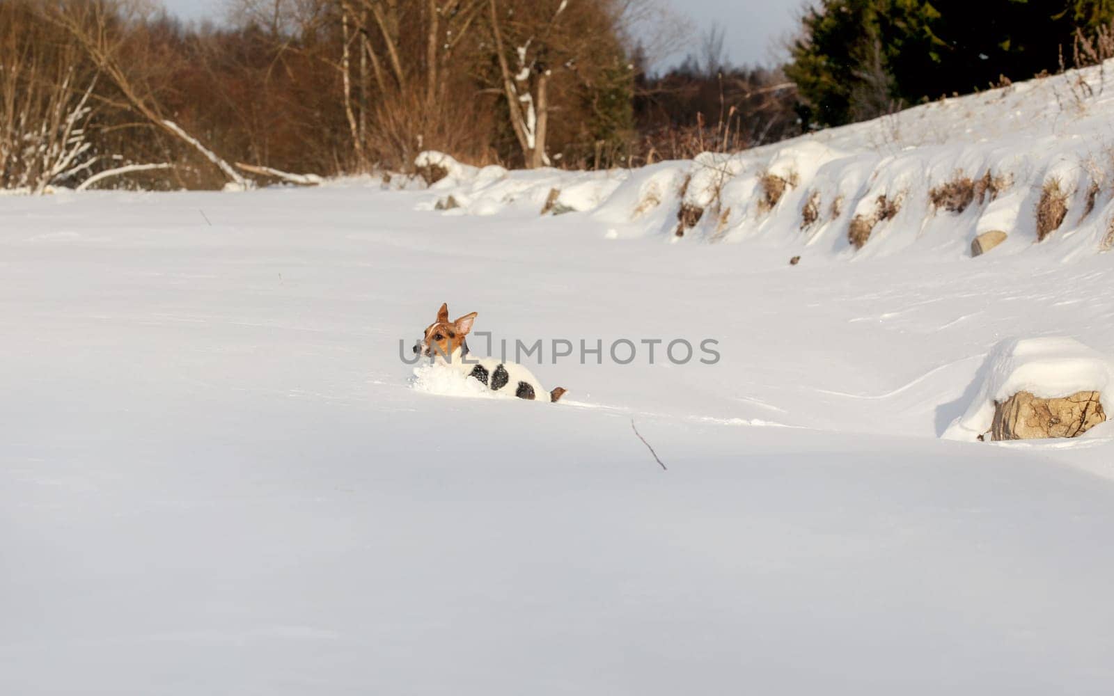 Jack Russell terrier running in deep snow.