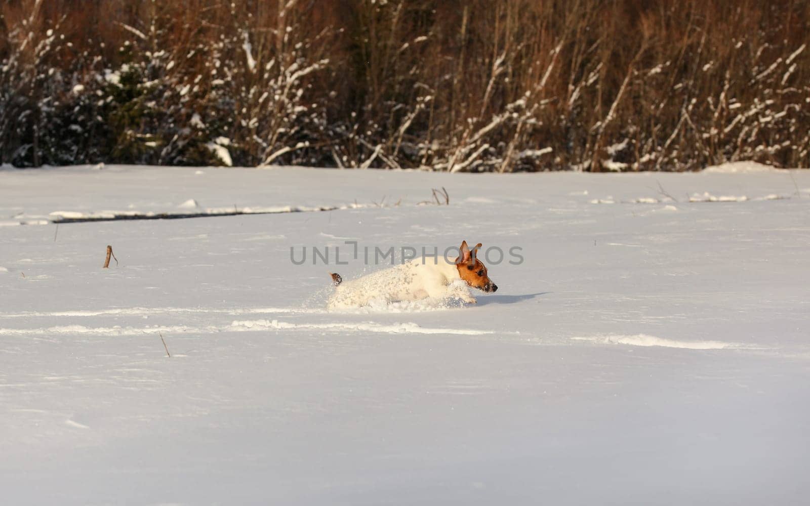 Small Jack Russell terrier running in deep snow. by Ivanko