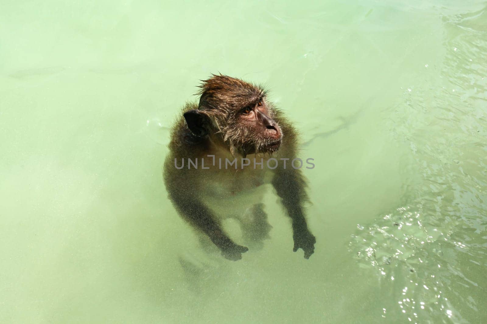 Crab-eating macaque monkey (Macaca fascicularis) standing in shallow sea water near beach. Koh Phi Phi, Thailand. 