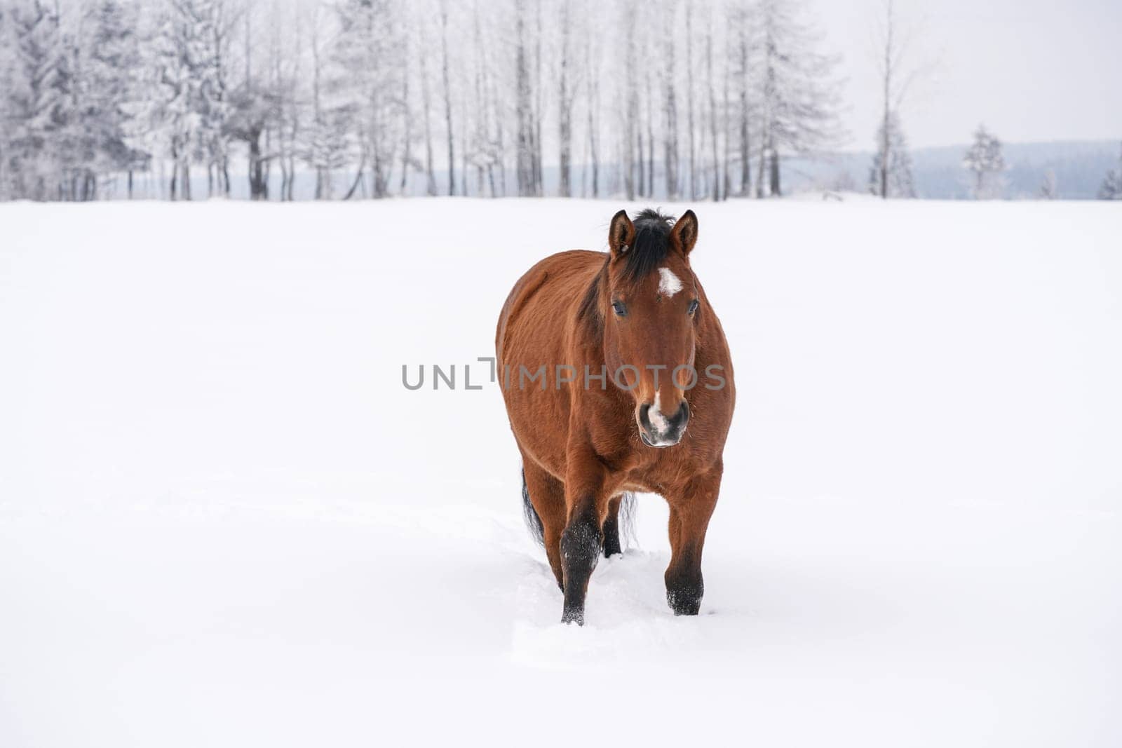 Brown horse on snow covered country, trees in background, overcast sky, view from front. by Ivanko