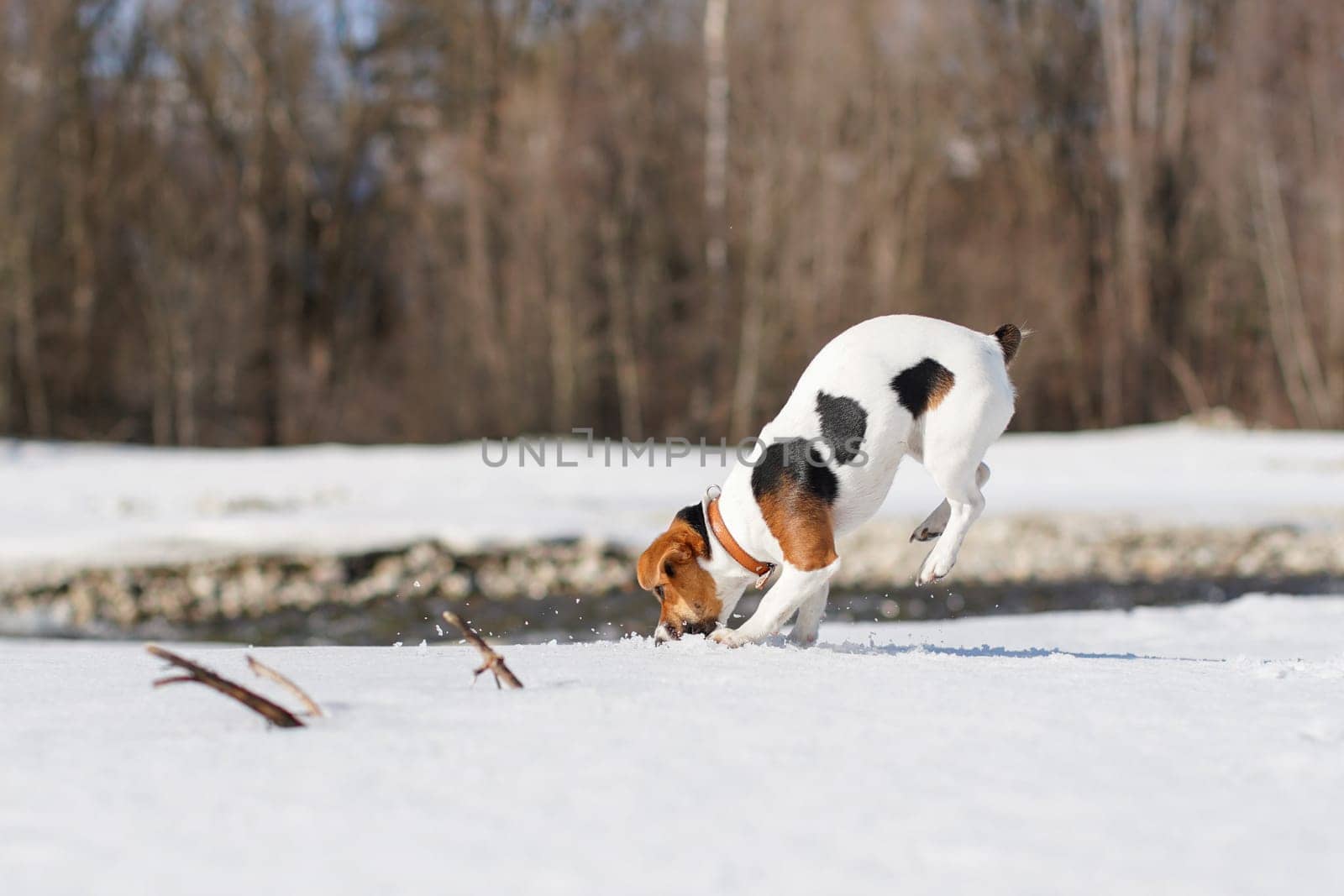 Jack Russell terrier playing in snow on sunny day, digging and jumping, her legs in the air by Ivanko