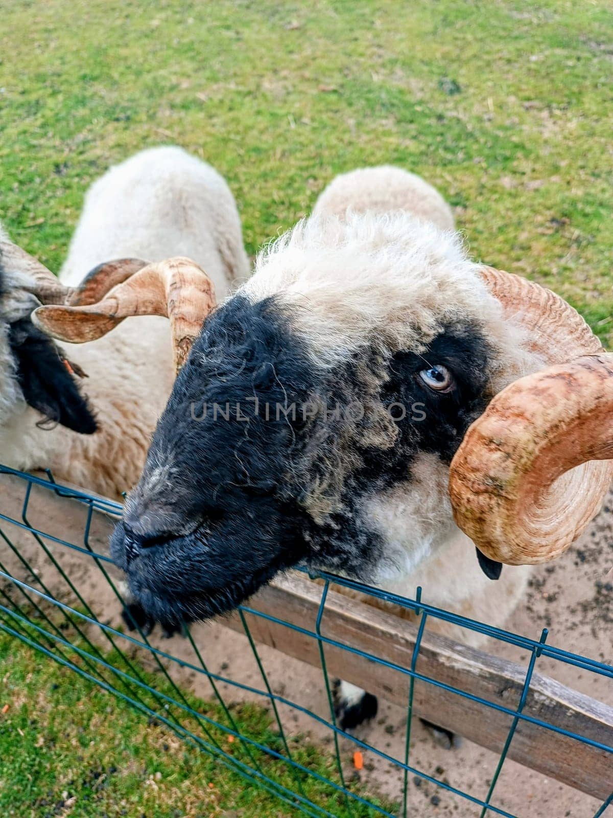 sheep portrait . High quality photo. Mobile vertical photo. Family day in the farm