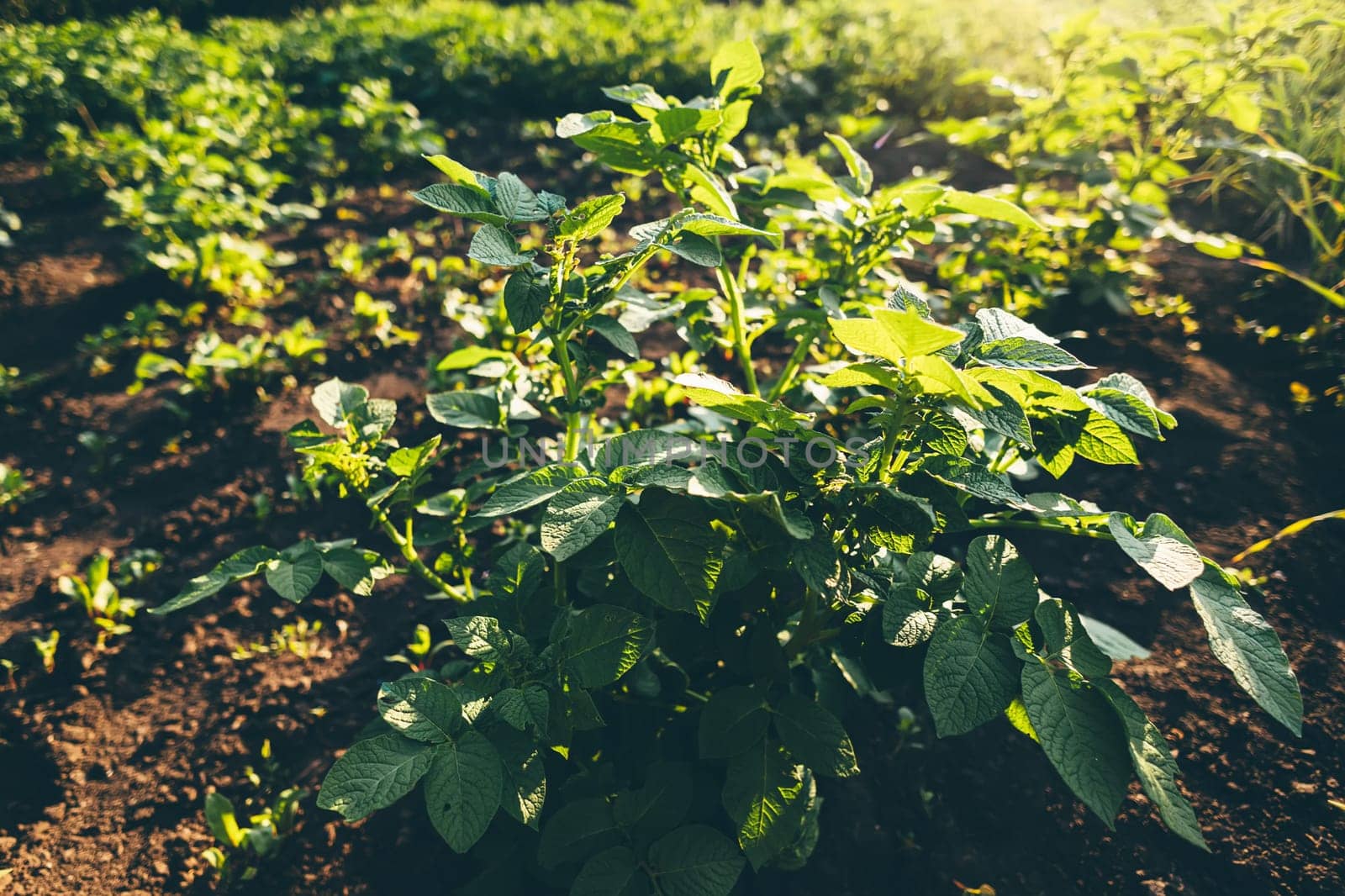potato plantations grow in the field. vegetable rows. farming, agriculture. Landscape with agricultural land. crops