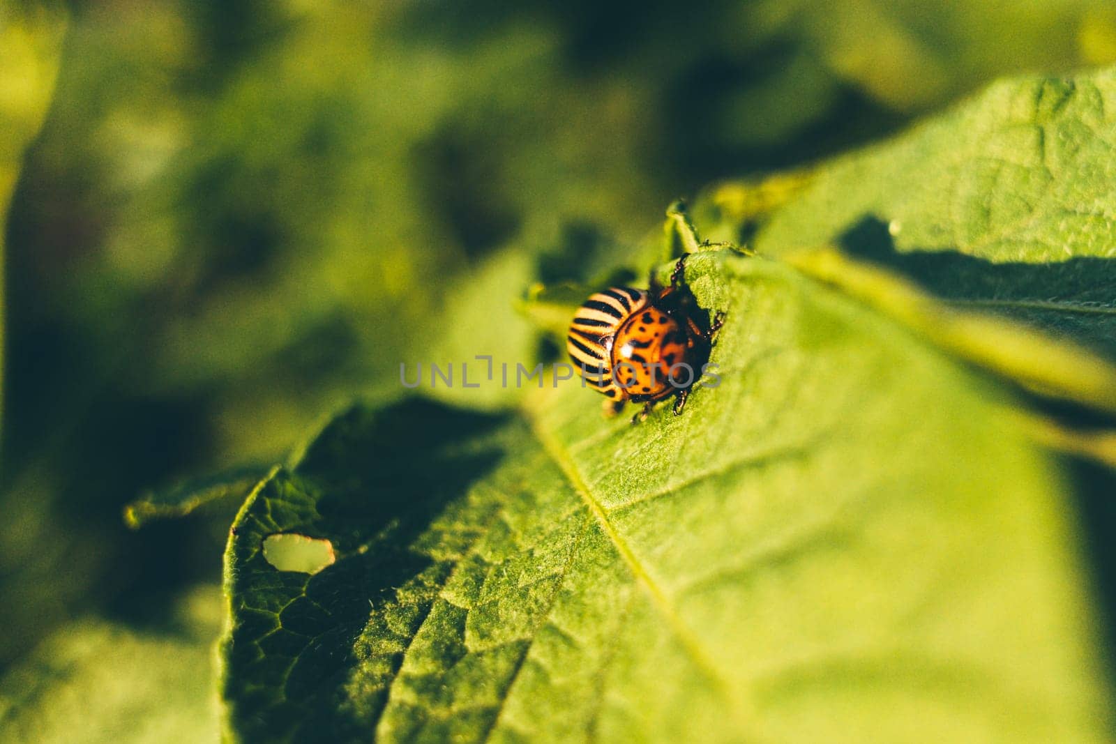 Colorado Potato Striped Beetle - Leptinotarsa Decemlineata Is A Serious Pest Of Potatoes plants