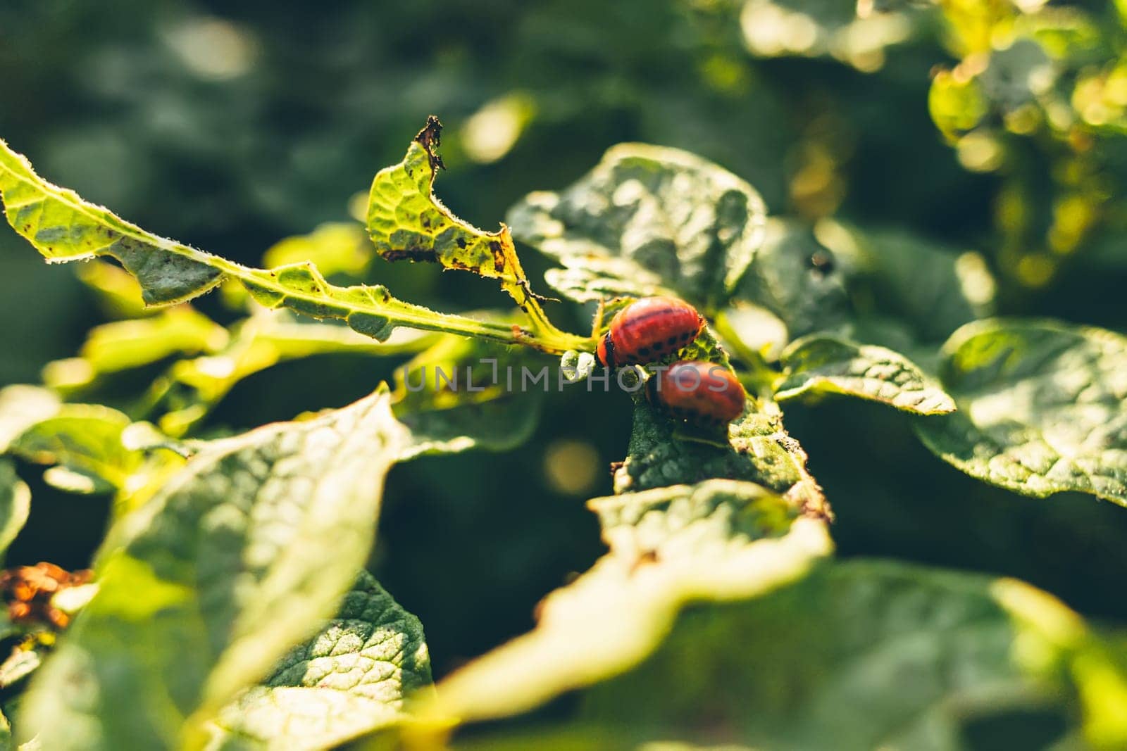 Colorado potato beetle or Leptinotarsa decemlineata larvae eating the foliage of potato plants. Selective focus.
