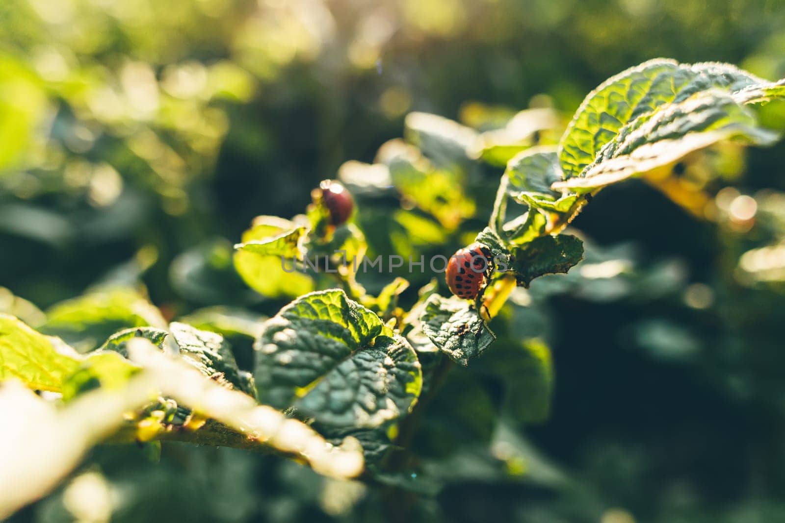 Colorado potato beetle or Leptinotarsa decemlineata larvae eating the foliage of potato plants. Selective focus.