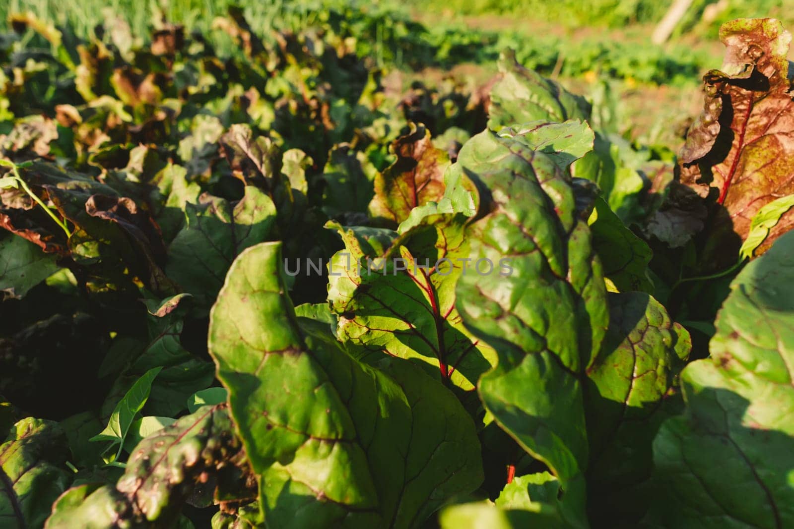 Beetroot seedlings in fertile soil on field, rows in perspective. Agriculture, cultivation.