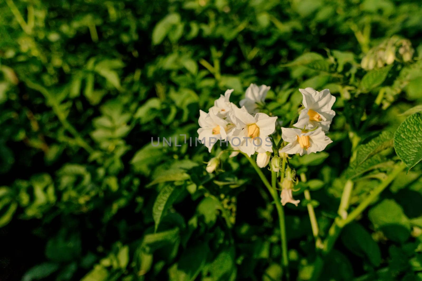 Flowering potato. Potato flowers blossom in sunlight grow in plant. White blooming potato flower on farm field. Close up organic vegetable flowers blossom growth in garden. Not Genetically engineered.