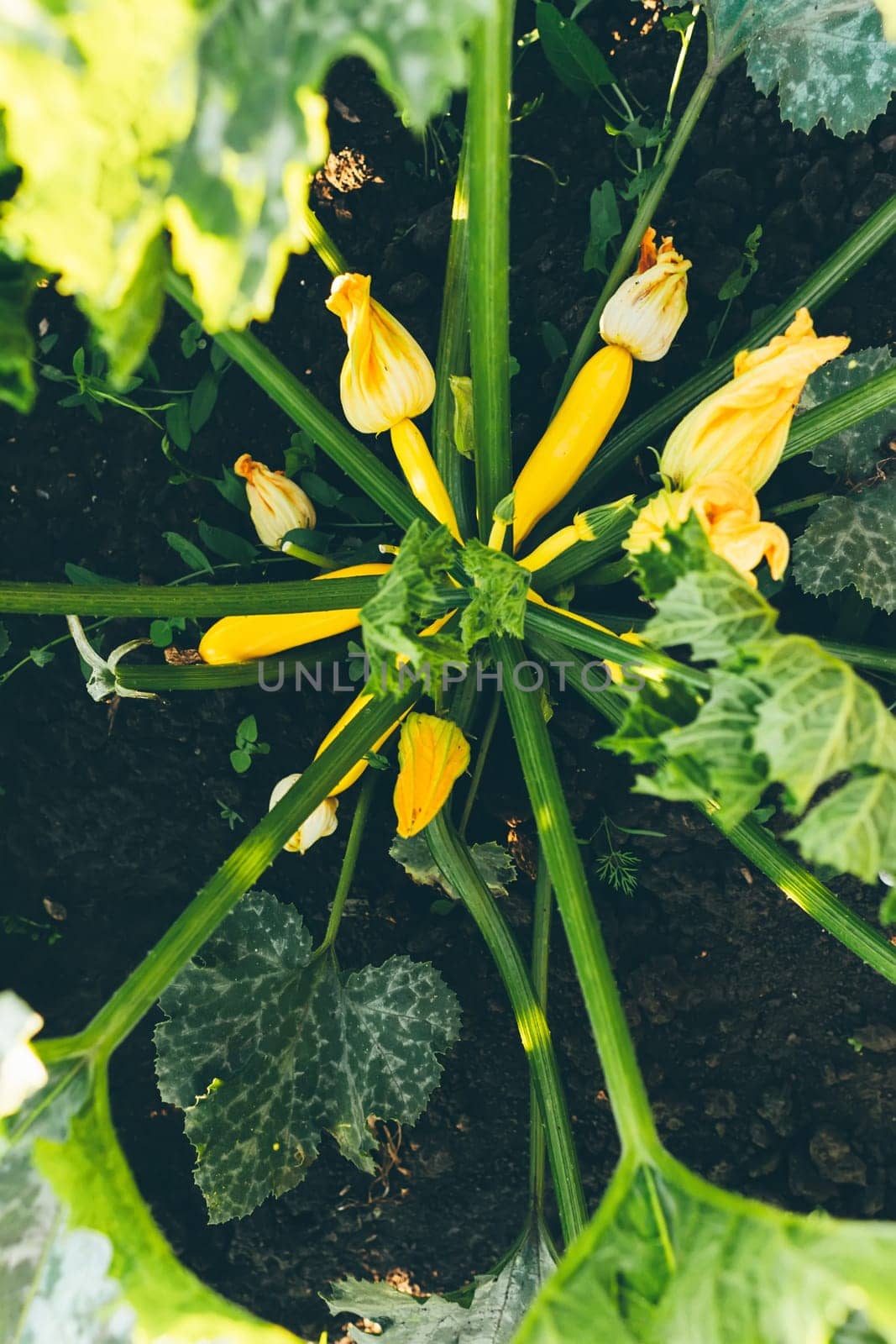 Small zucchinis in the home garden.