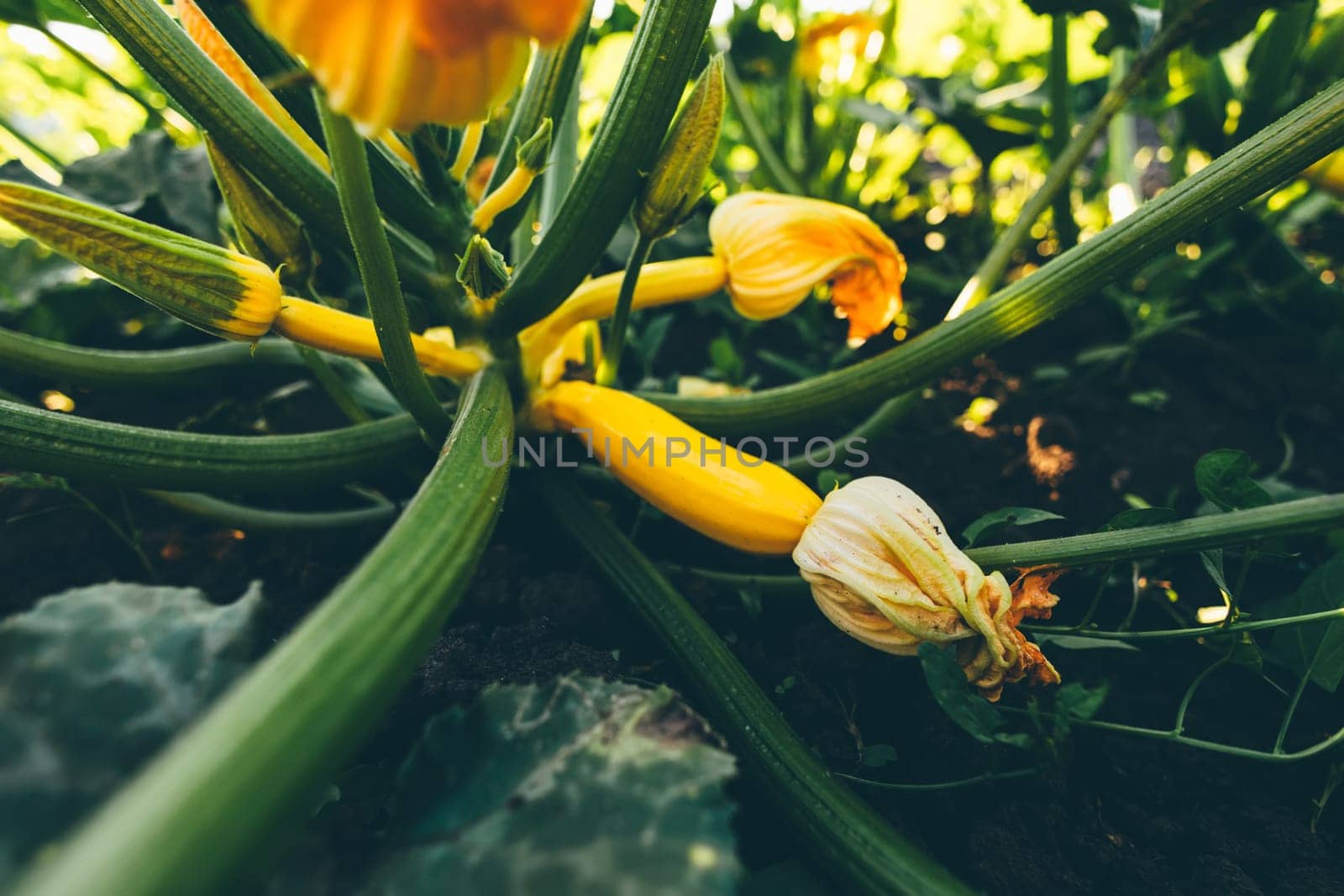 Small zucchinis in the home garden.