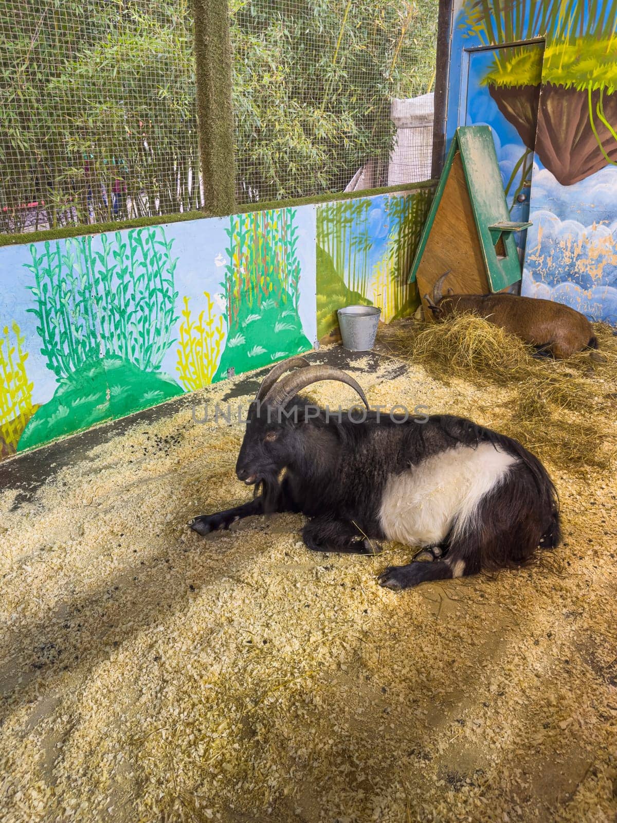 goats in the aviary of a public park. photo