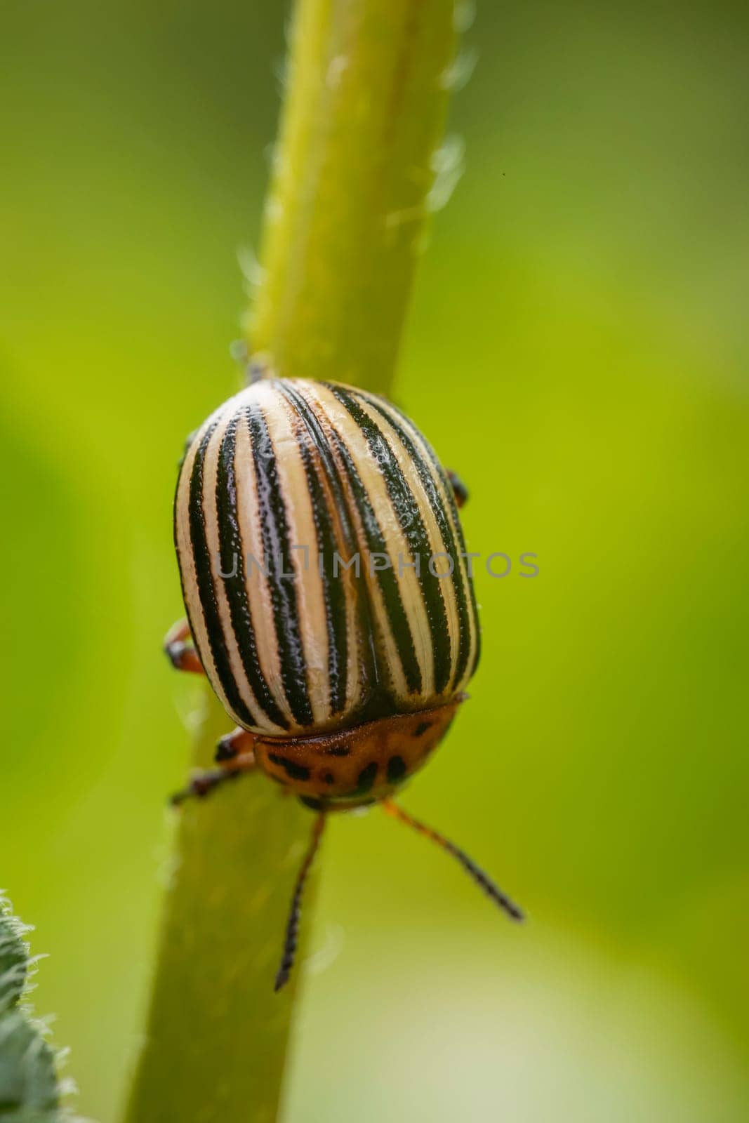 A close up image showing a black and white insect on a plant, possibly a pest, captured in macro photography, featuring an arthropod on a terrestrial plant