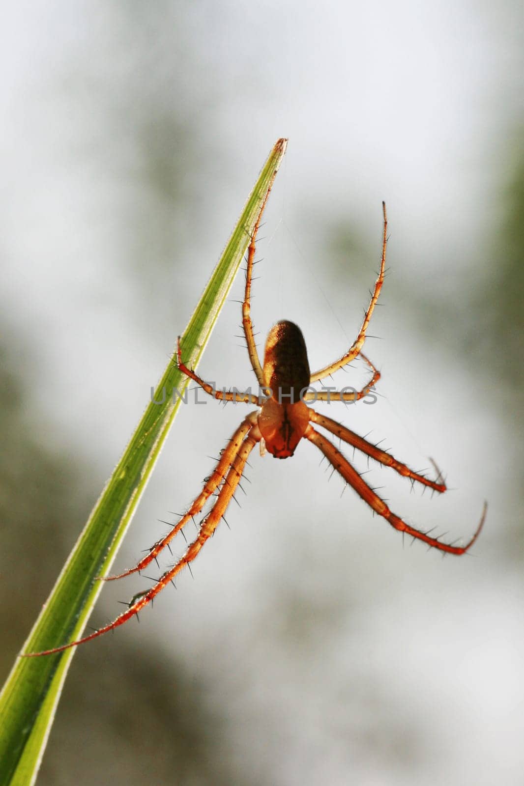 A small spider caught its paws on a large blade of grass, macro photo, bokeh.
