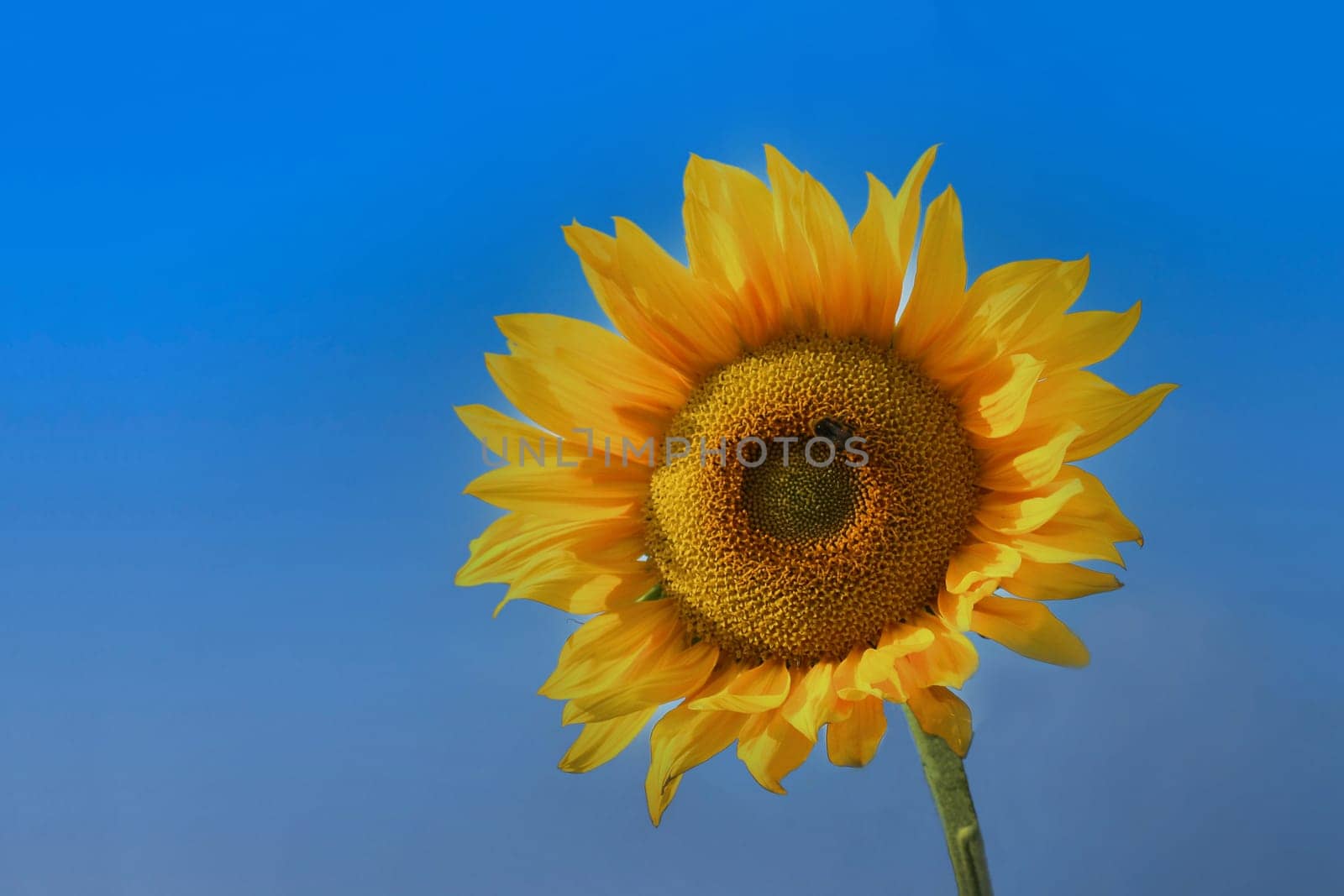 A ripe yellow sunflower with a bumblebee sitting on it against the background of a clear blue sky.