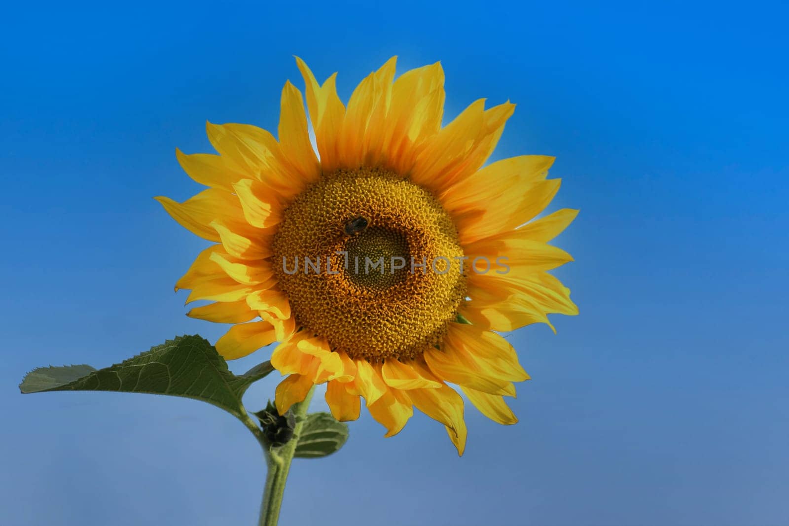Beautiful flower - sunflower, against the background of a clear blue sky.