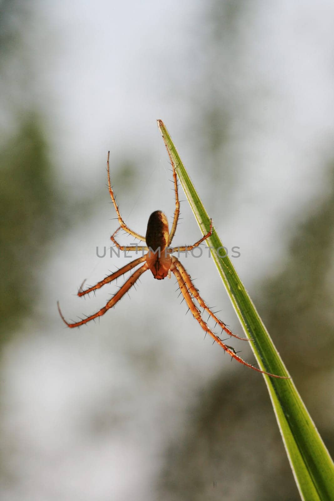 Vertical photo of a spider hanging on a green blade of grass, macro photo.