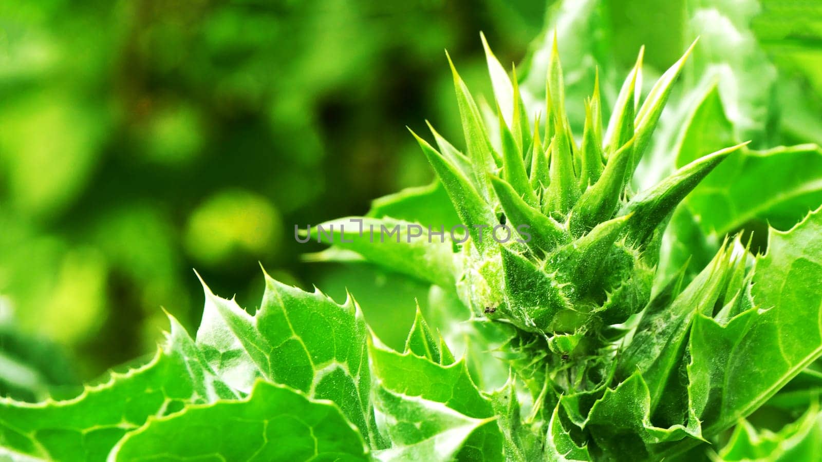 Green unopened Milk Thistle bud on a blurred background, macrophoto. Close-up of thistle flower, Close up of bud,