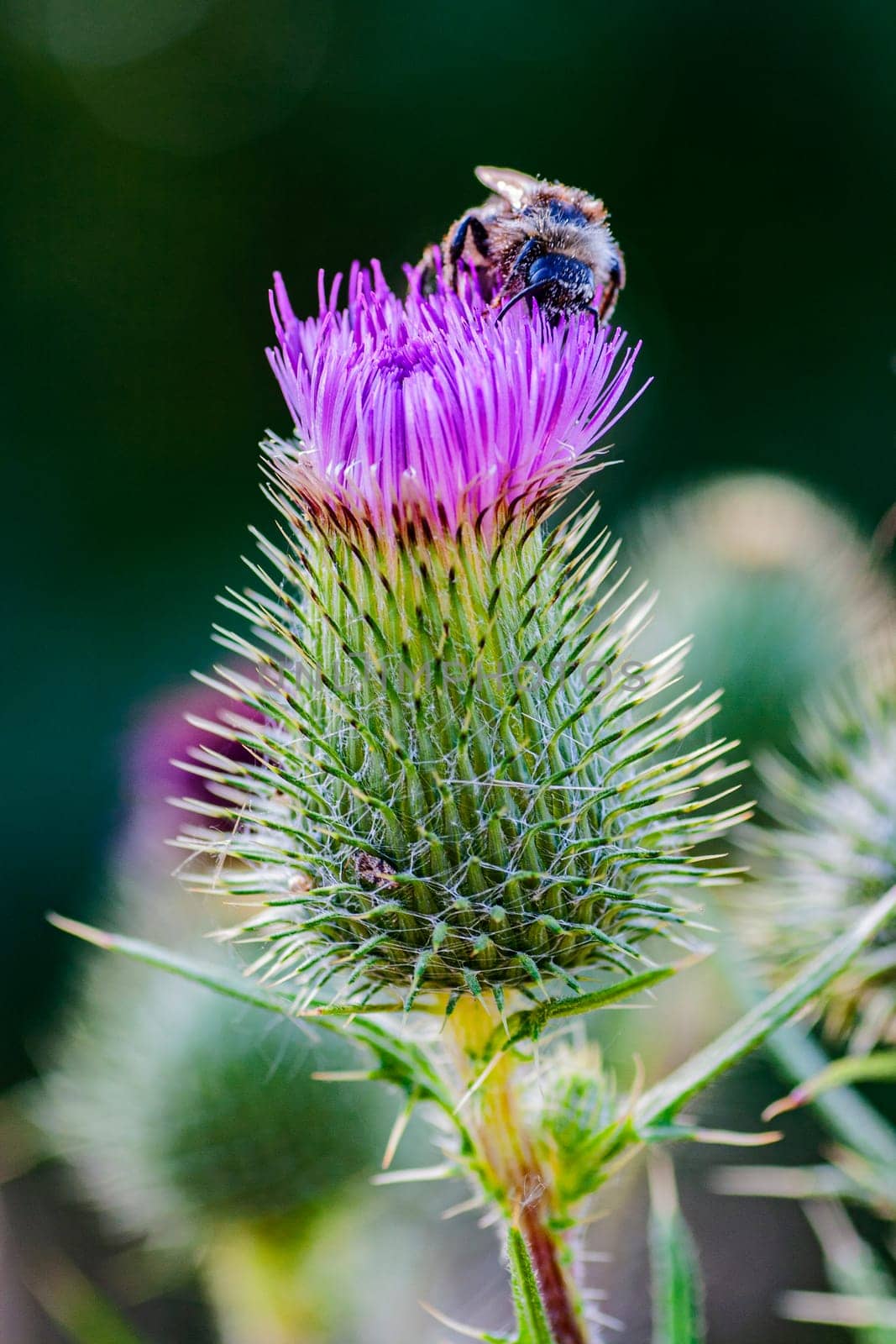 Milk thistle flower, close-up with a bumblebee sitting on top, macro. Silybum marianum - milk thistle flower