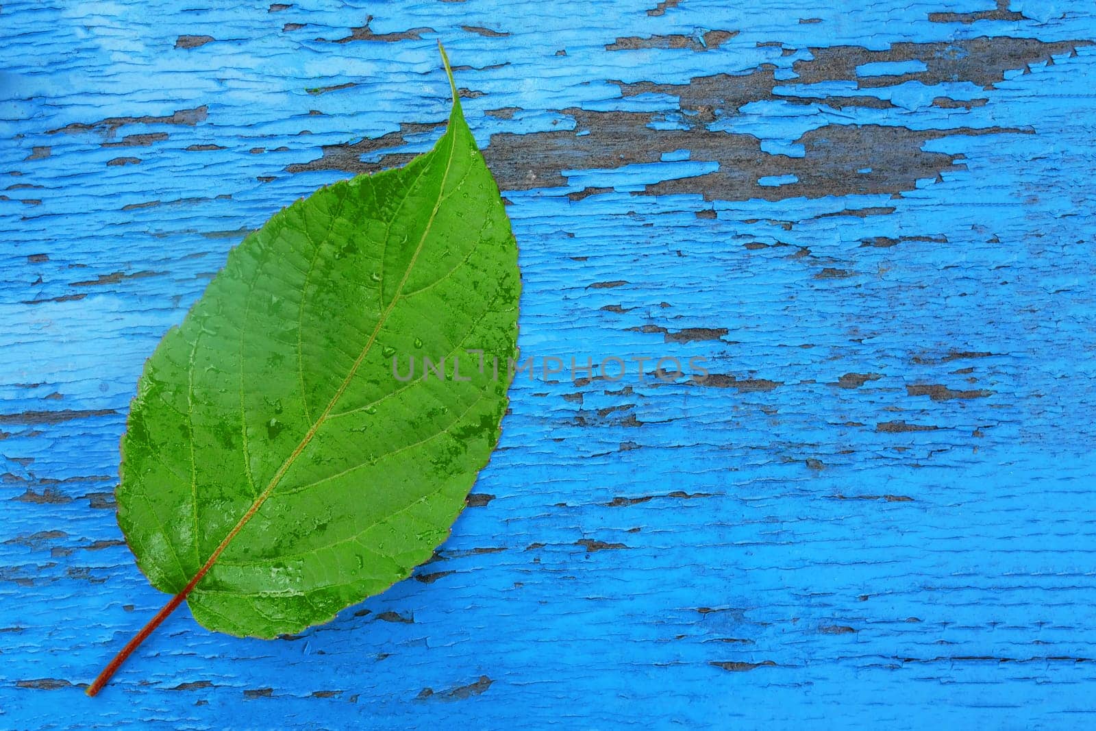 A fresh green leaf lies on a wooden board with scuffed blue paint.